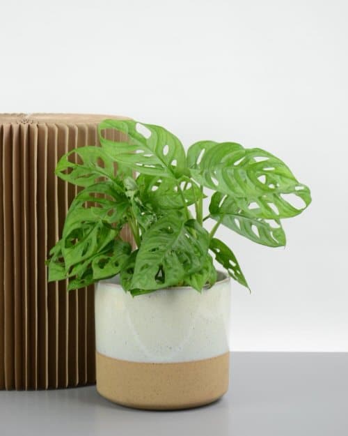Monstera Adansonii Care 2