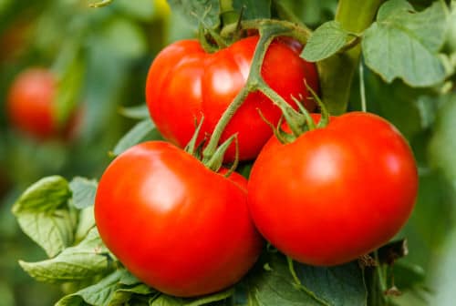 Using Eggshells for Tomatoes for Bumper Harvest