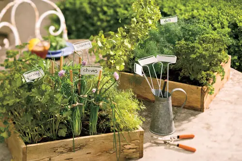 Best Companion Herbs 4