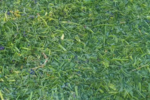 Chopped Grass