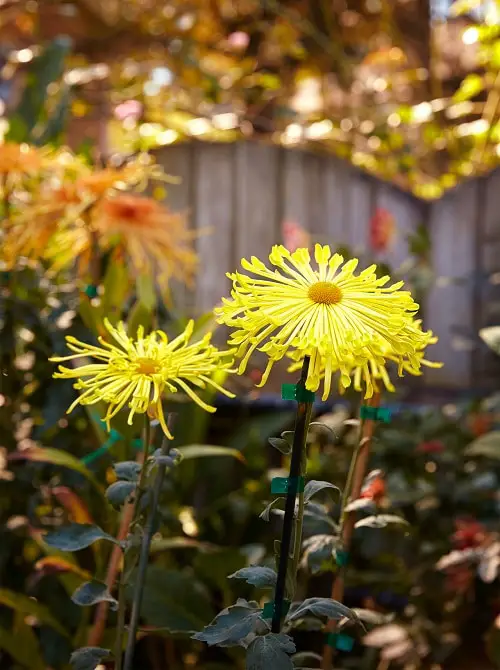 beautiful  Stunning Types of Chrysanthemum 