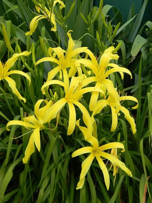 Best Daylily Varieties  in backyard