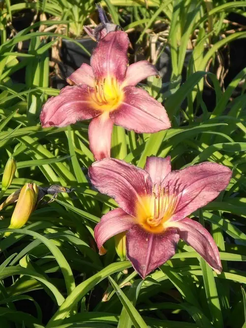 Best Daylily Varieties