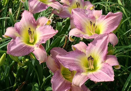 top Best Daylily Varieties