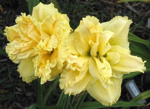 top Daylily Varieties 