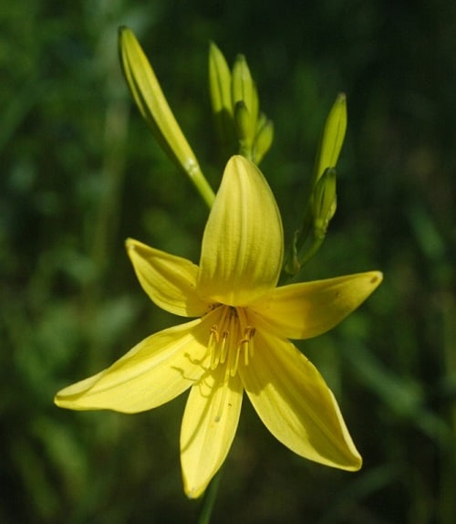 Best Daylily type to grow