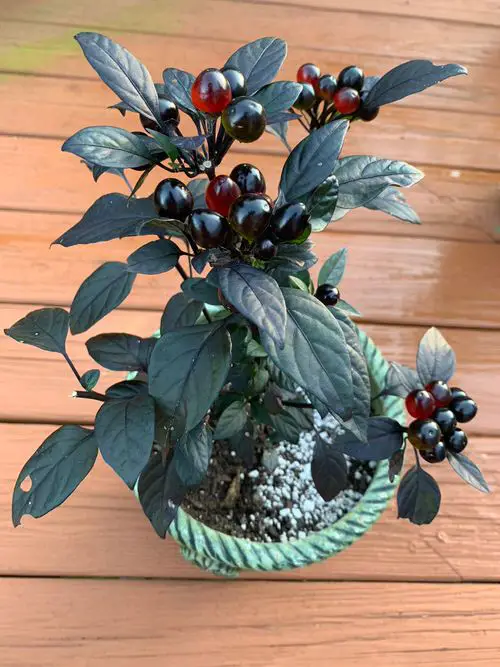 best Black Flowers and Plants to Add Drama to Your Garden