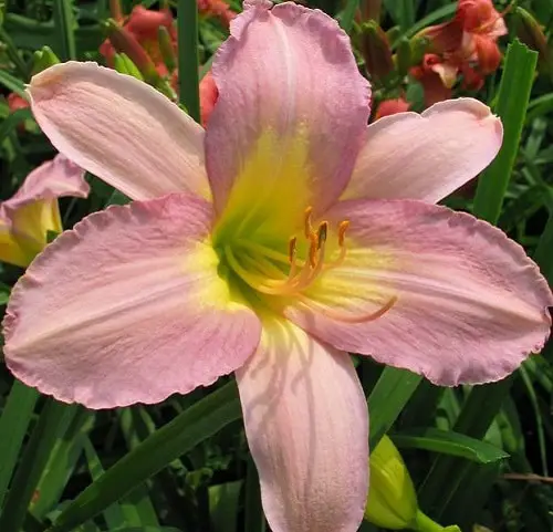 beautiful Daylily Varieties 
