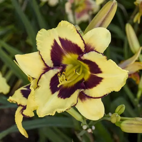 Daylily Varieties in yard