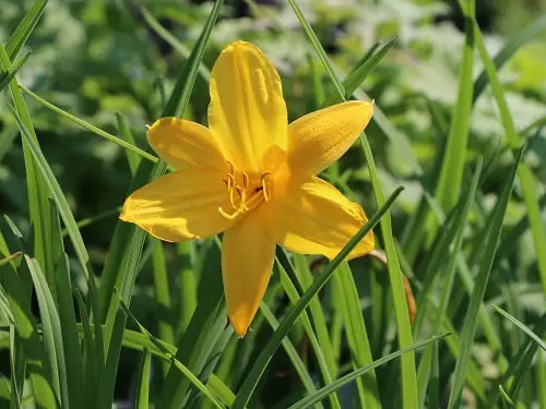 Daylily Varieties to grow