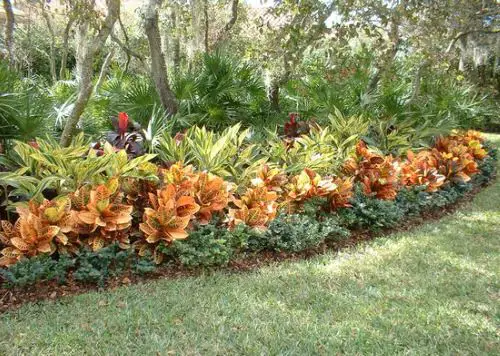 Landscaping with Croton Pictures 3