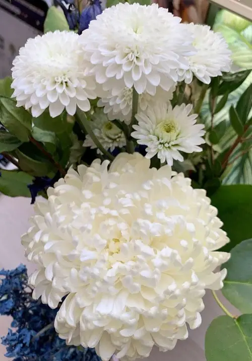 Types of Chrysanthemum 