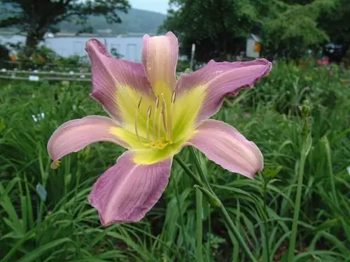 beautiful Best Daylily Varieties