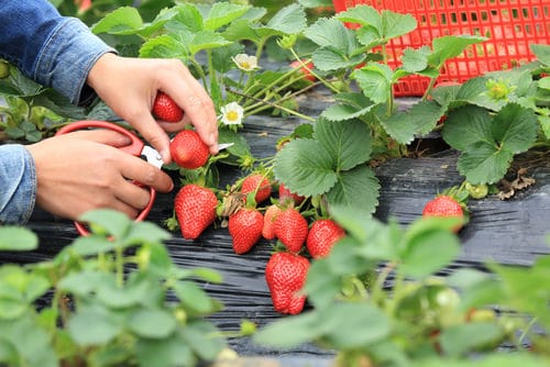 Must Do Things in Garden in Summers 3