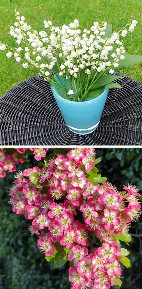 may Birth Month Flowers with Meanings
