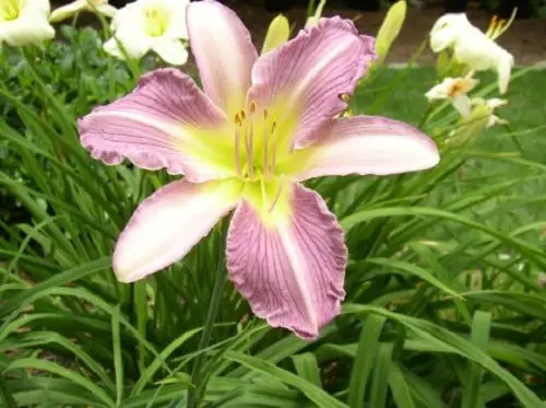 Best Daylily Varieties 