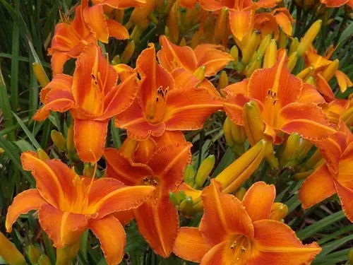 Daylily Varieties 