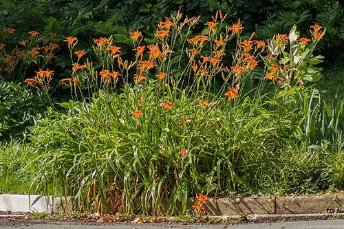 top Best Daylily Varieties 