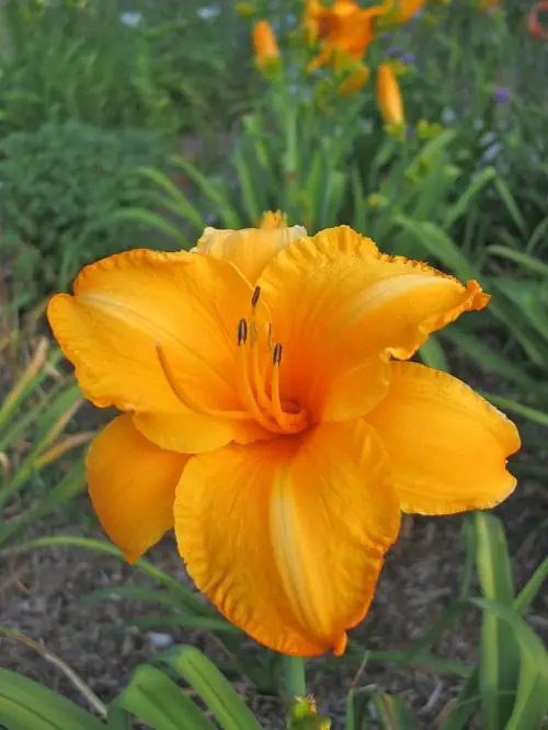Amazing Daylily Varieties 