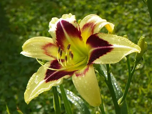 top Daylily type to grow