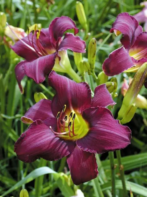 Daylily type to grow