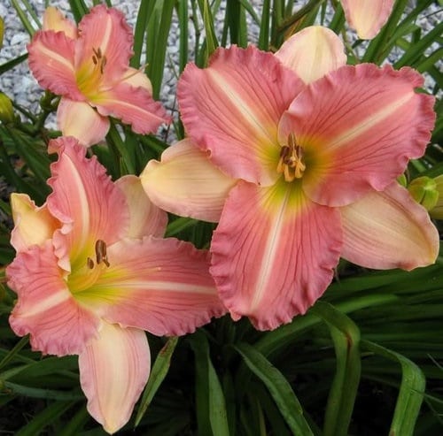 best Daylily type to grow