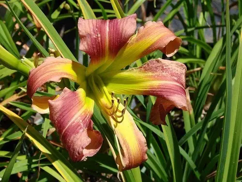 Amazing top Daylily type to grow