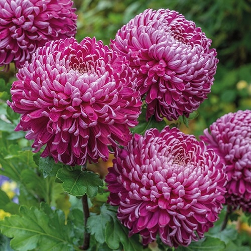 Types of Chrysanthemum