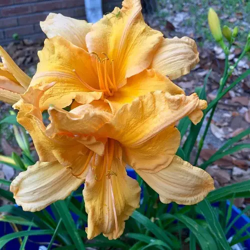Amazing Best Daylily Varieties
