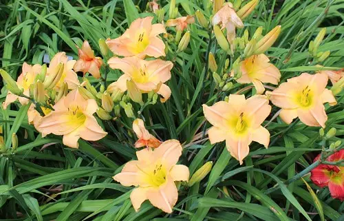 lovely Daylily type to grow