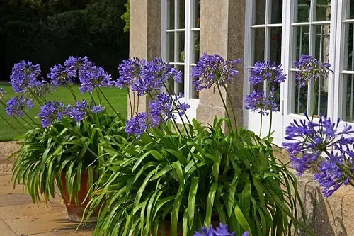 Daylily type to grow