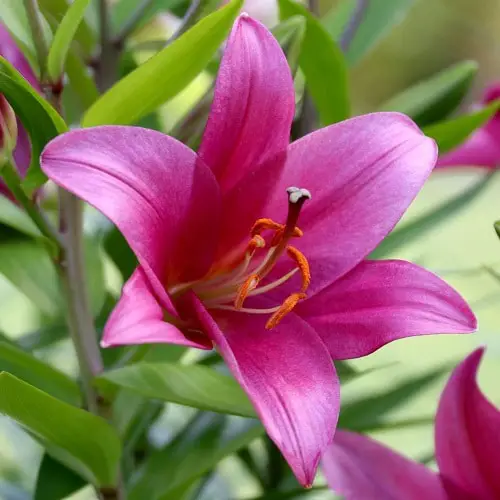 Daylily type to grow in garden