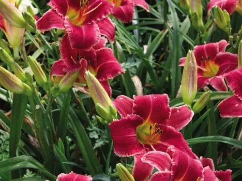 beautiful top Daylily type to grow