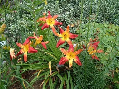 Amazing top Daylily type to grow