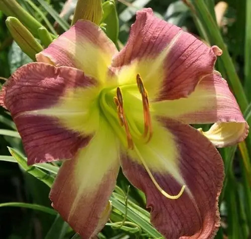 Best Daylily Varieties 