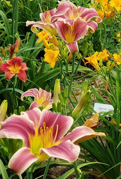Daylily type