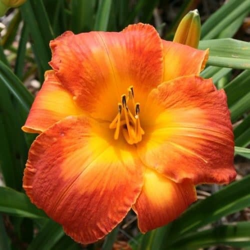 top Best Daylily Varieties