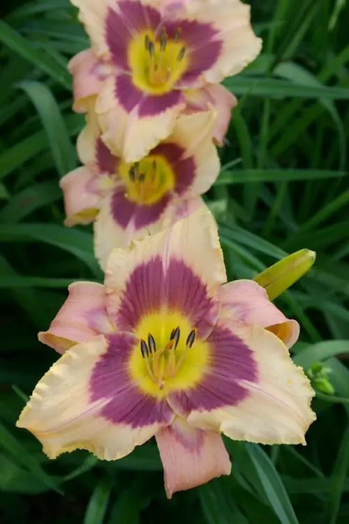 Daylily Varieties