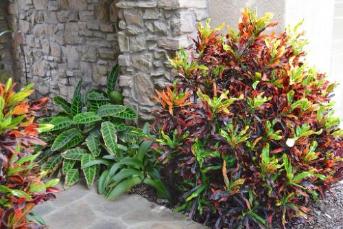 Landscaping with Croton Pictures 5
