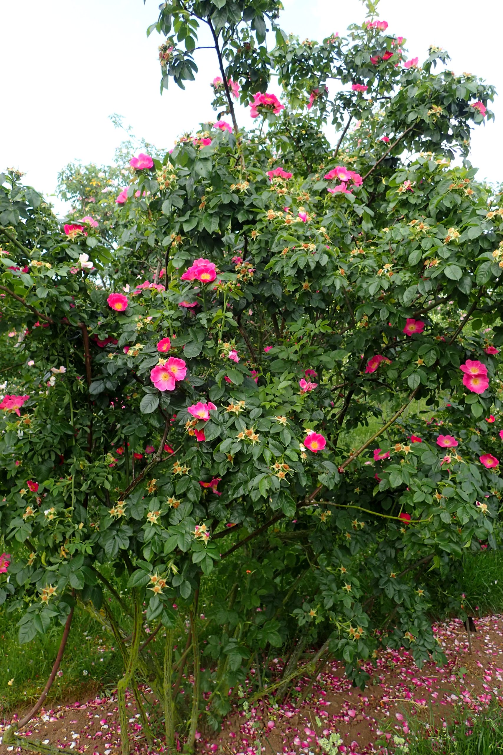 Native Plants in Europe 