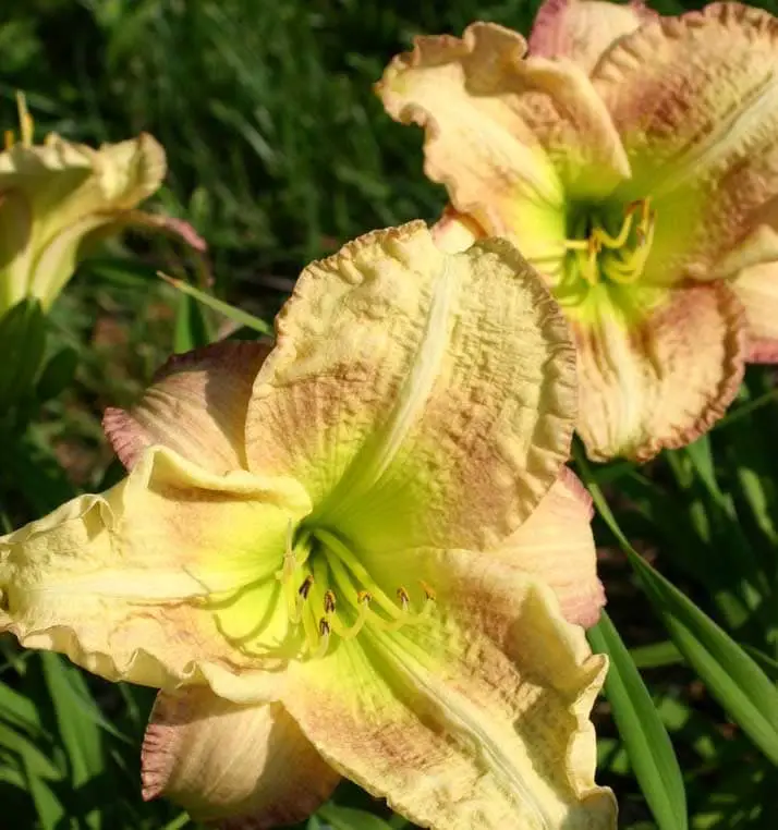 Best Daylily Varieties