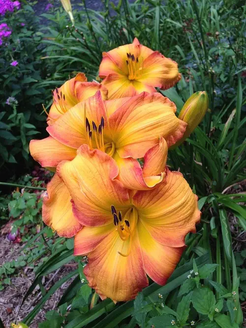 lovely Daylily Varieties