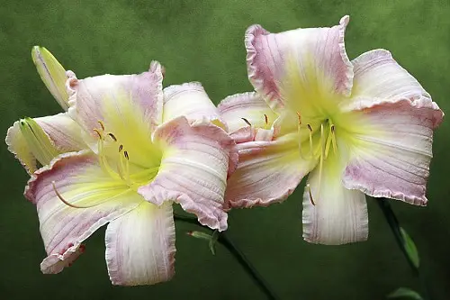 top Daylily Varieties in yard