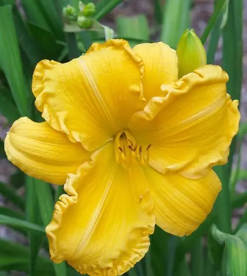 Best Daylily Varieties