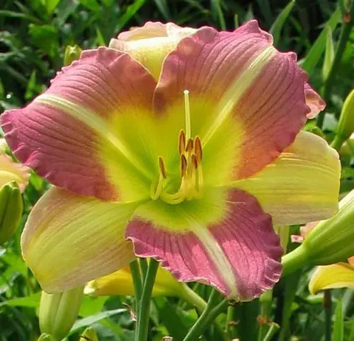 Best Daylily Varieties