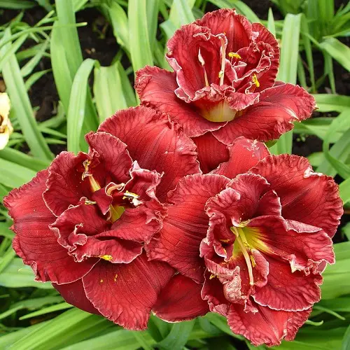 top Best Daylily Varieties