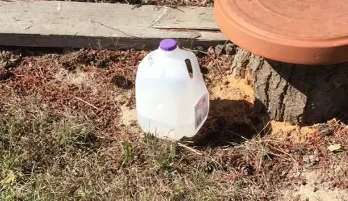 DIY Milk Jug Uses in Garden 4