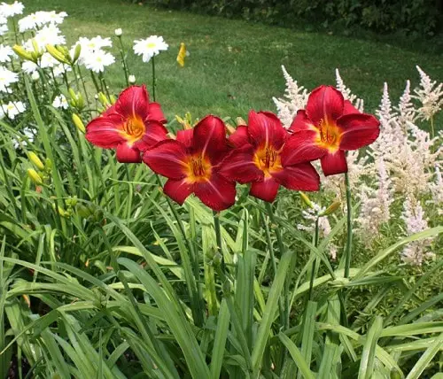 top Best Daylily Varieties