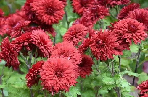  Stunning Types of Chrysanthemum  in yard
