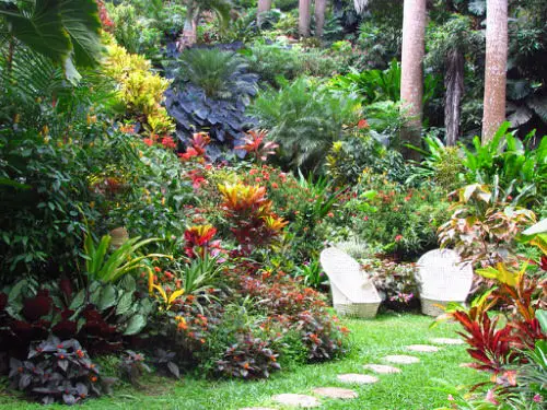 Landscaping with Croton Pictures 7